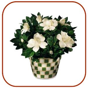 ΦΥΤΩΡΙΑ ΓΑΡΔΕΝΙΑΣ