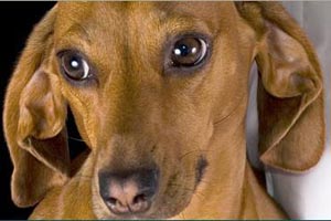 ΤΣΙΜΙΚΟΣ ΙΩΑΝΝΗΣ