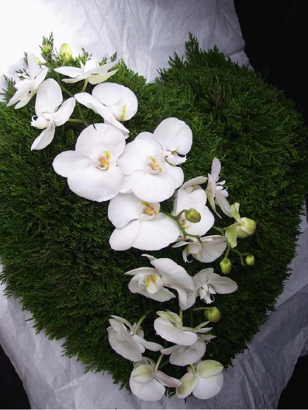 FLEURI ΑΝΘΟΔΙΑΚΟΣΜΗΣΕΙΣ - ΓΚΙΟΥΖΕΛΗΣ ΚΩΝΣΤΑΝΤΙΝΟΣ